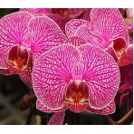 Phalaenopsis Charming Rainbow B S